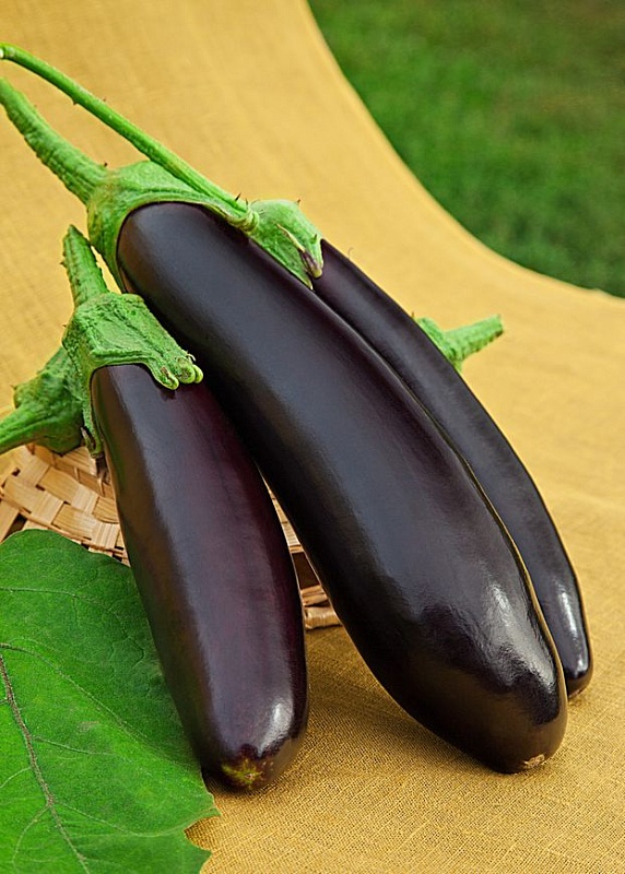 Баклажан Черный опал  0,1 гр цв.п.